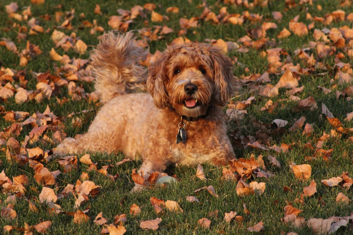 Golden groodle lying in autumn leaves, looking up at the camera
