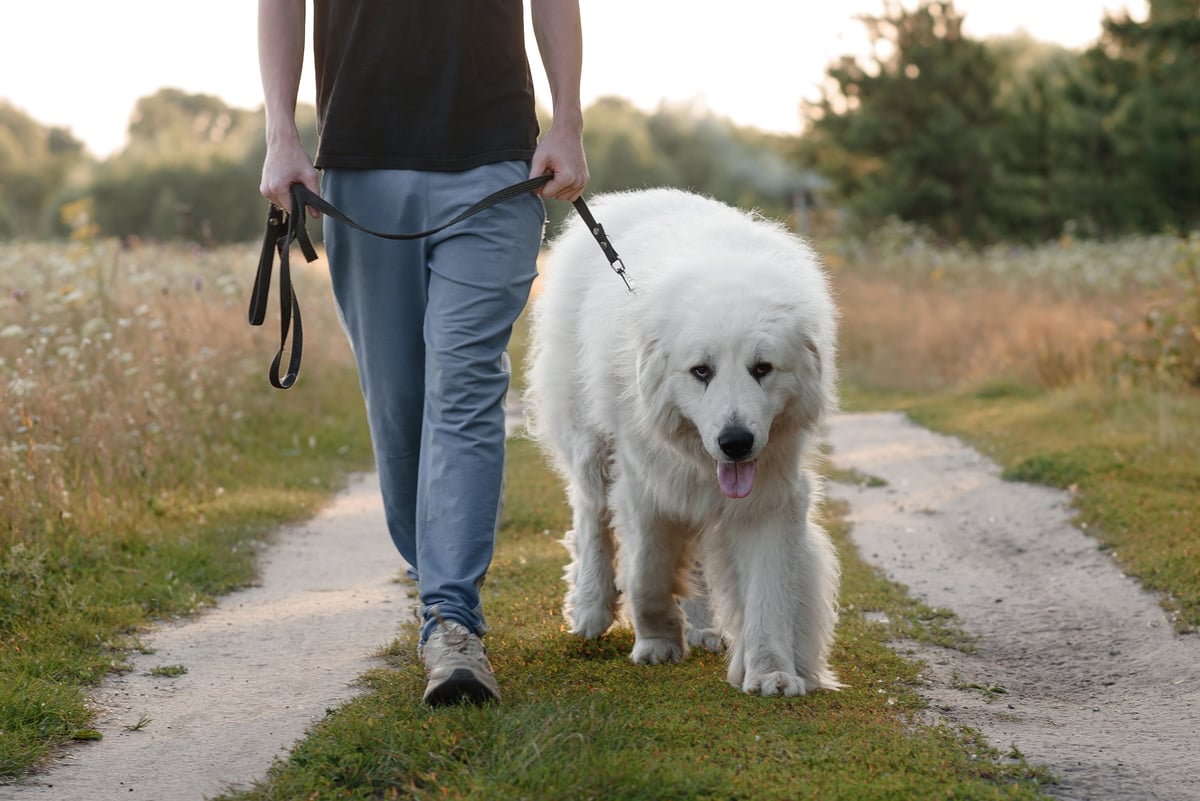 A large white Pyrenean Mountain Dog enjoying a countryside walk on a sunny evening