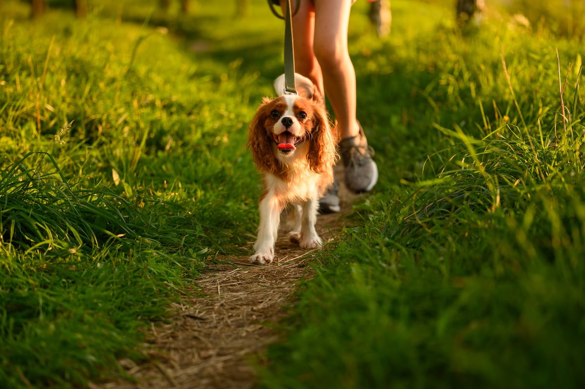 Girl leading her King Charles Spaniel on a leash along a park path at sunset