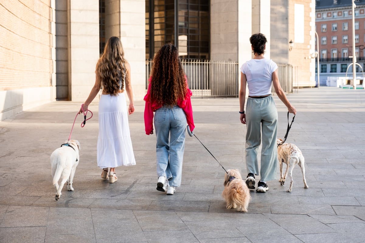 Friends out walking together with their dogs on a sunny street